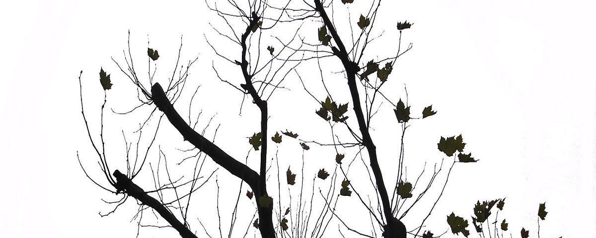 Silhouette of a bare tree