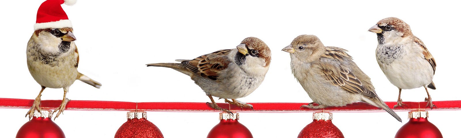 four sparrows on a red ribbon with red Christmas ornaments hanging below. One sparrow has on a Santa hat.