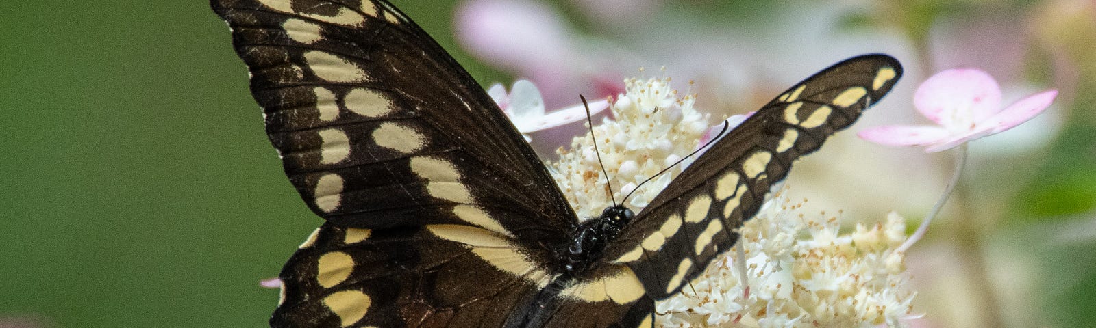 Black Swallowtail butterfly on Quick Fire hydrangea.