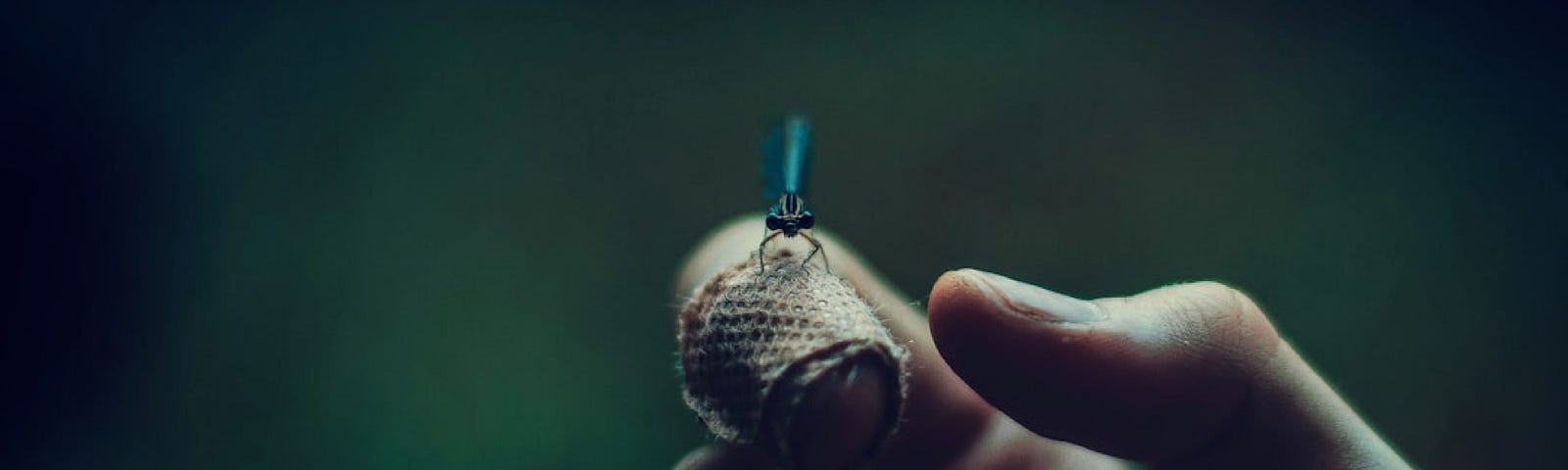 A hand delicately holds a small, textured object with a dragonfly perched on it, set against a softly blurred background.