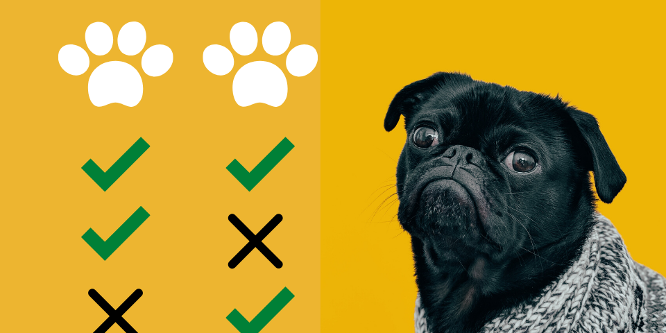 dog comparing pet insurance options