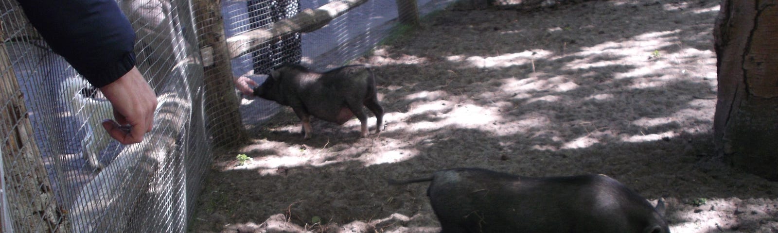 Pigs at the Keukenhof Gardens, Lisse, Netherlands