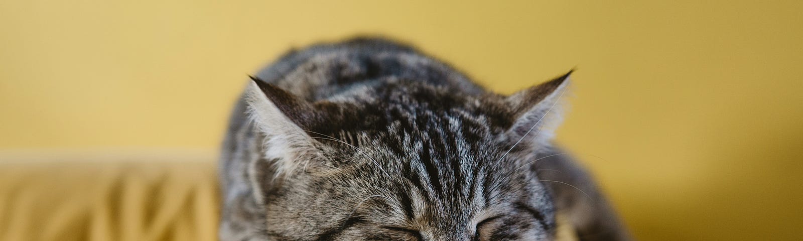 Tabby cat sleeping on a sofa’s backrest.