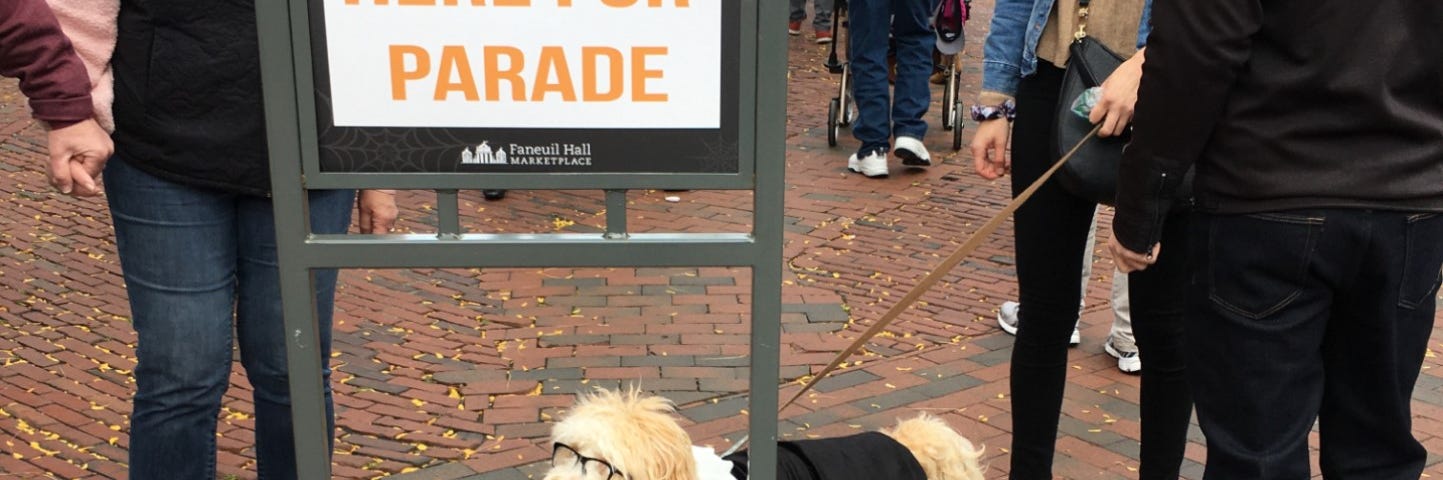 A dog dressed as the American Lawyer Ruth Bader Ginsburg