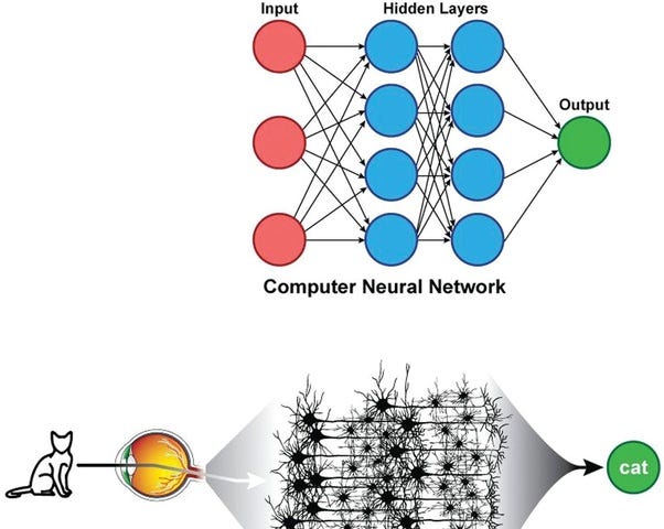 A graphic comparing computer neural networks to human ones