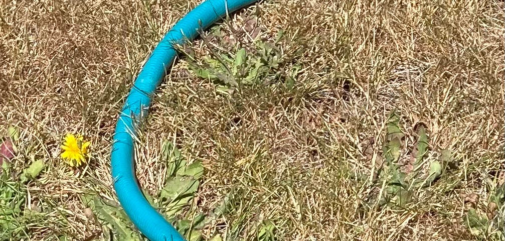 photo of a blue garden hose on top of some dry grass and dandelions