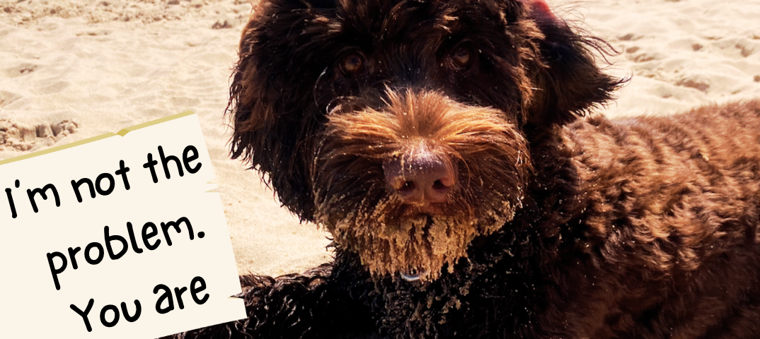 labradoodle in sand that reads “I’m not the problem. You are.”