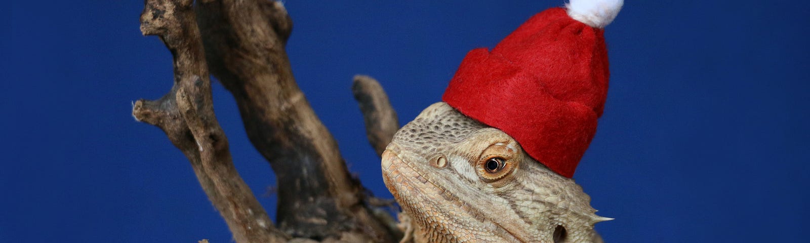 An iguana in a Santa hat on a branch.