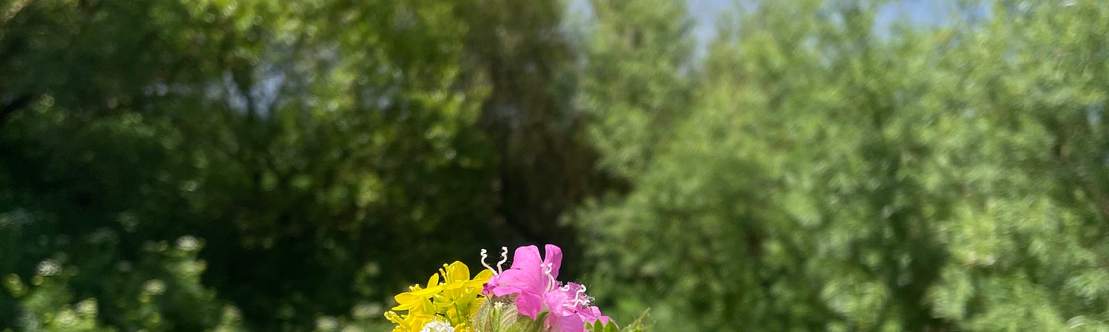 Tiny bouquet of flowers picked by a river