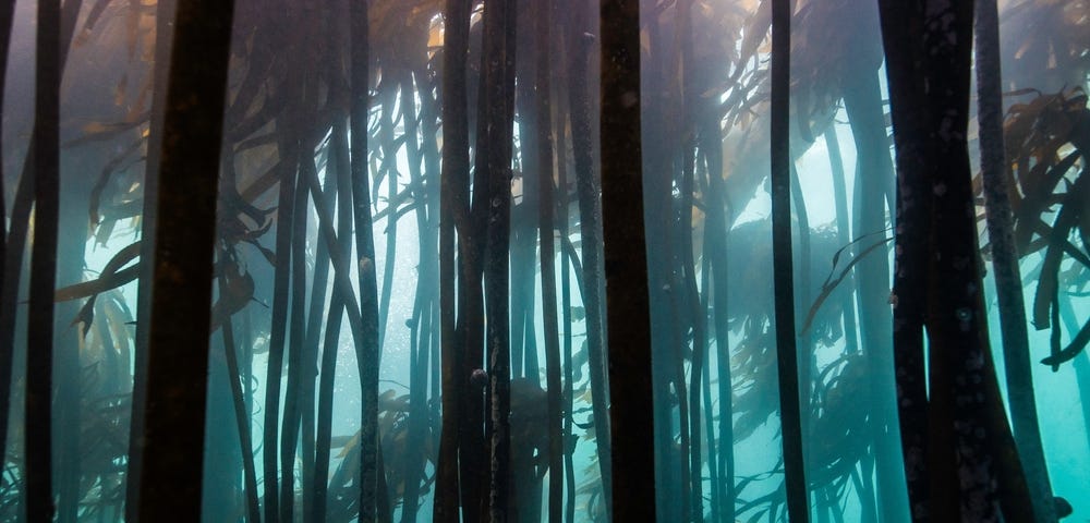 Picture of a kelp forest underwater
