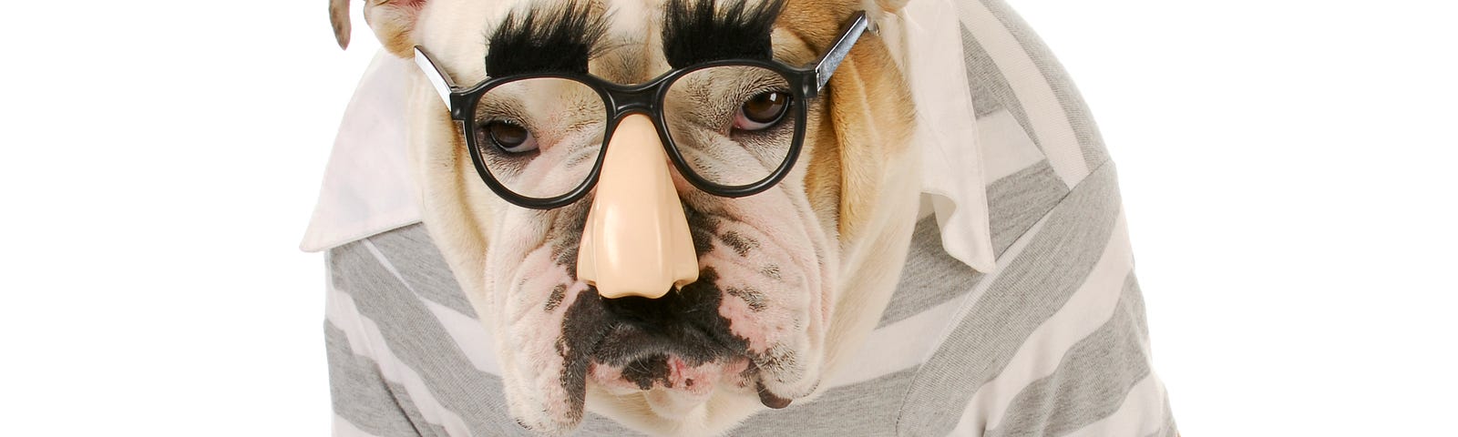 Bull dog wearing striped t-shirt and “Groucho-glasses.”