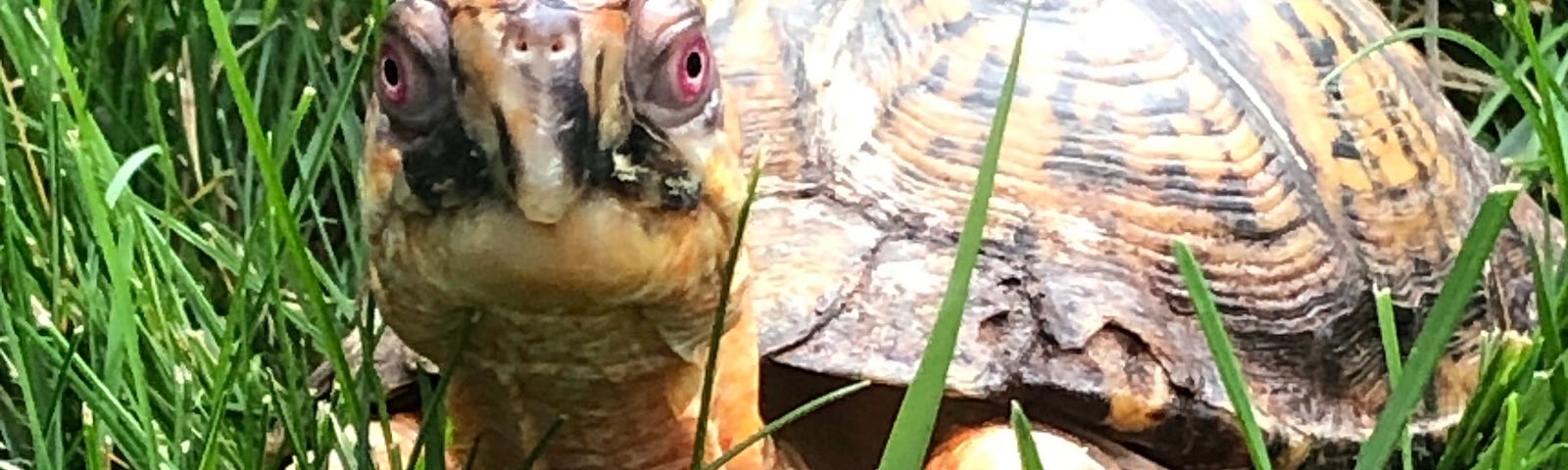 Orange-skinned box turtle with neck stretched up, looking at the camera