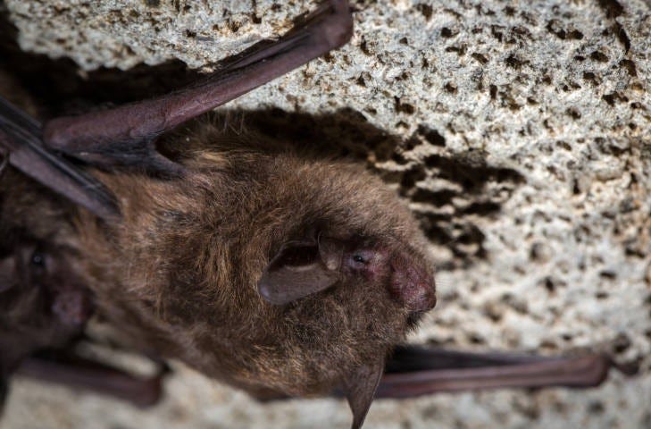 small brown bat clinging to cave ceiling