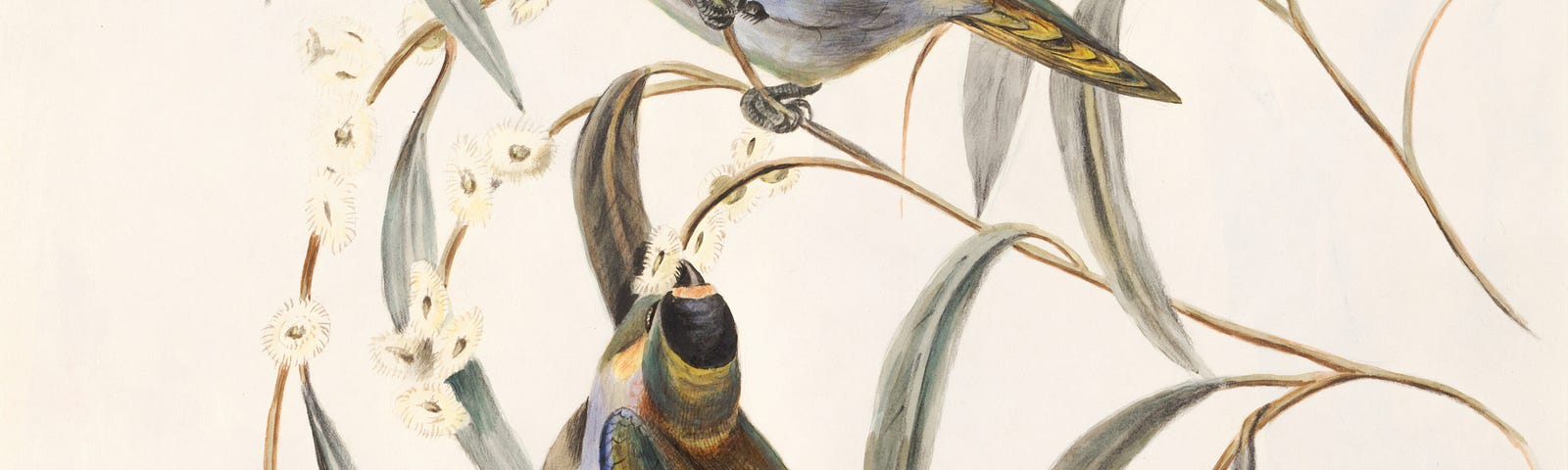 A picture in tans and browns and a bit of yellow showing two birds, one above on a branch with a twig in its mouth and a bird below looking up at it.