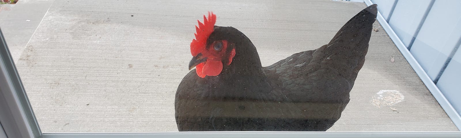 Black hen looking through patio door from steps