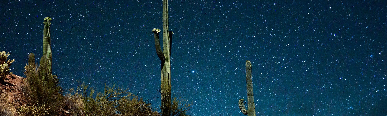 Tall cactuses on slope against star-studded night sky.