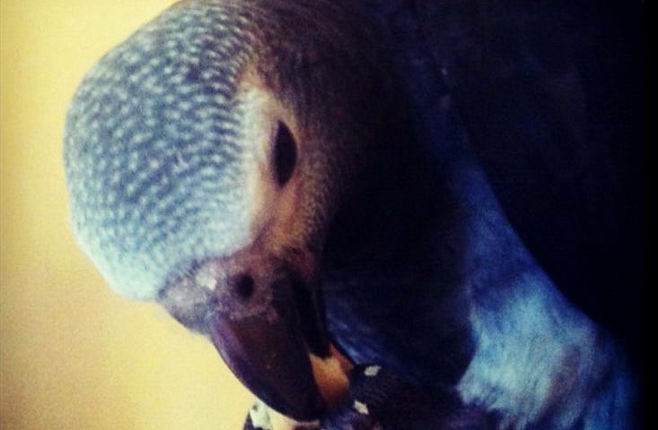 My African Grey eating some fruit