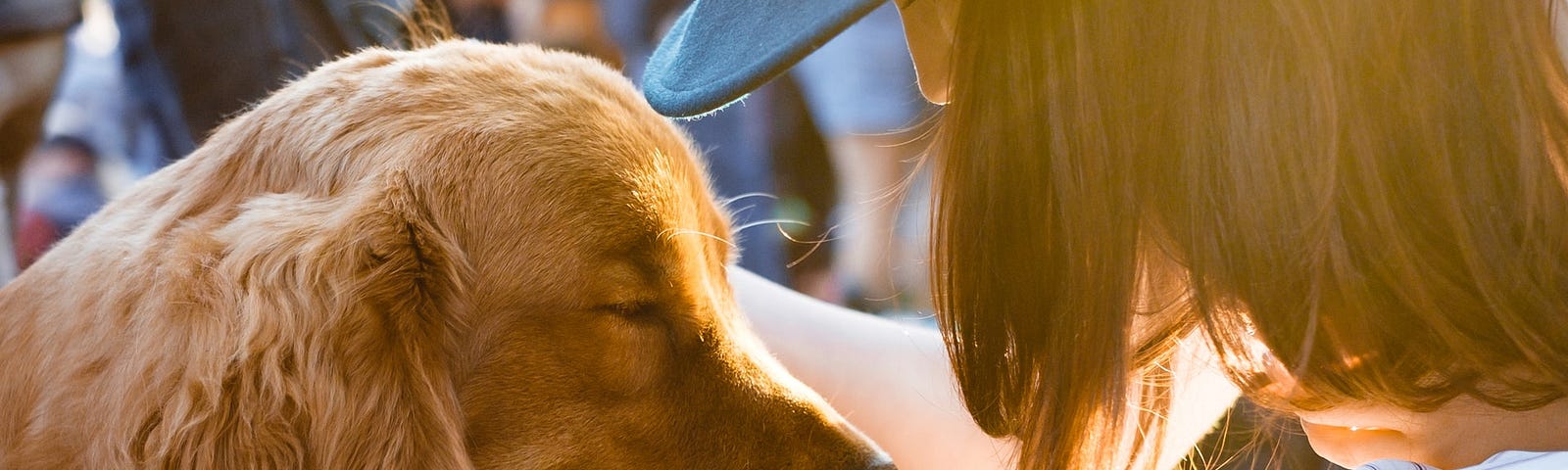 A golden retriever and their human