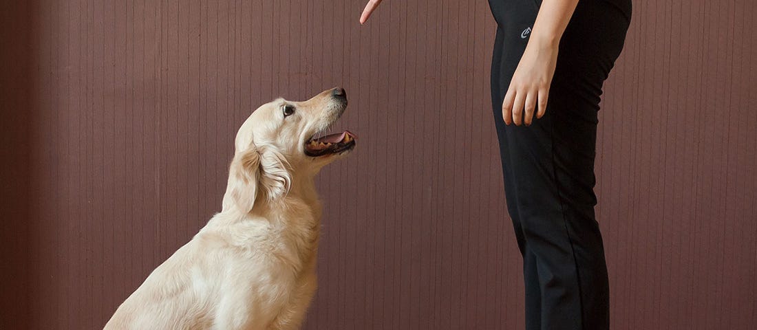 Girl in the apartment who is teaching her puppy to sit