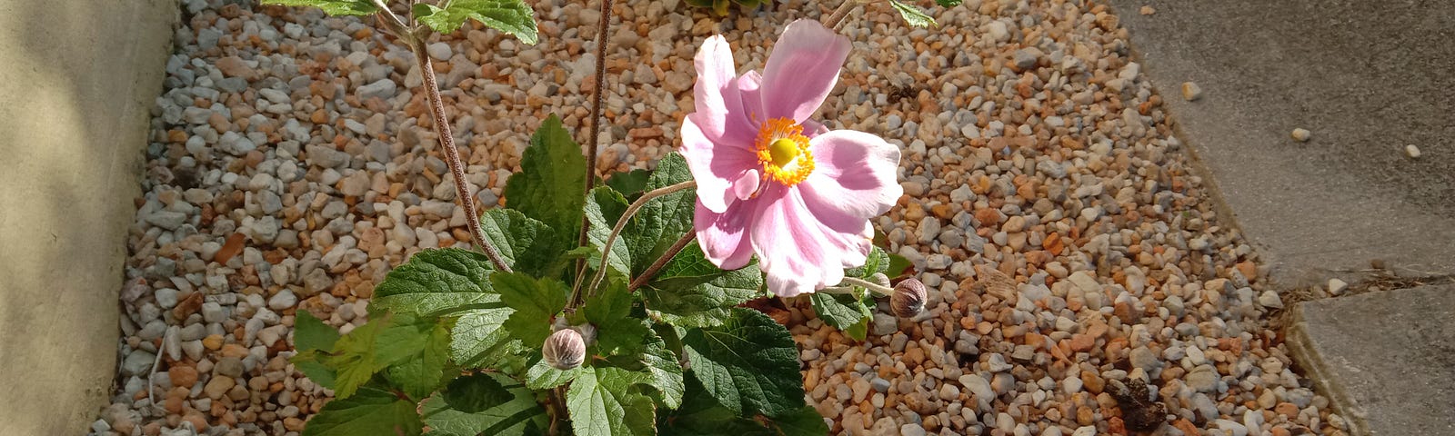 This Japanese windflower I planted above the soil, as an experiment to see if its roots would find their way beneath the earth.