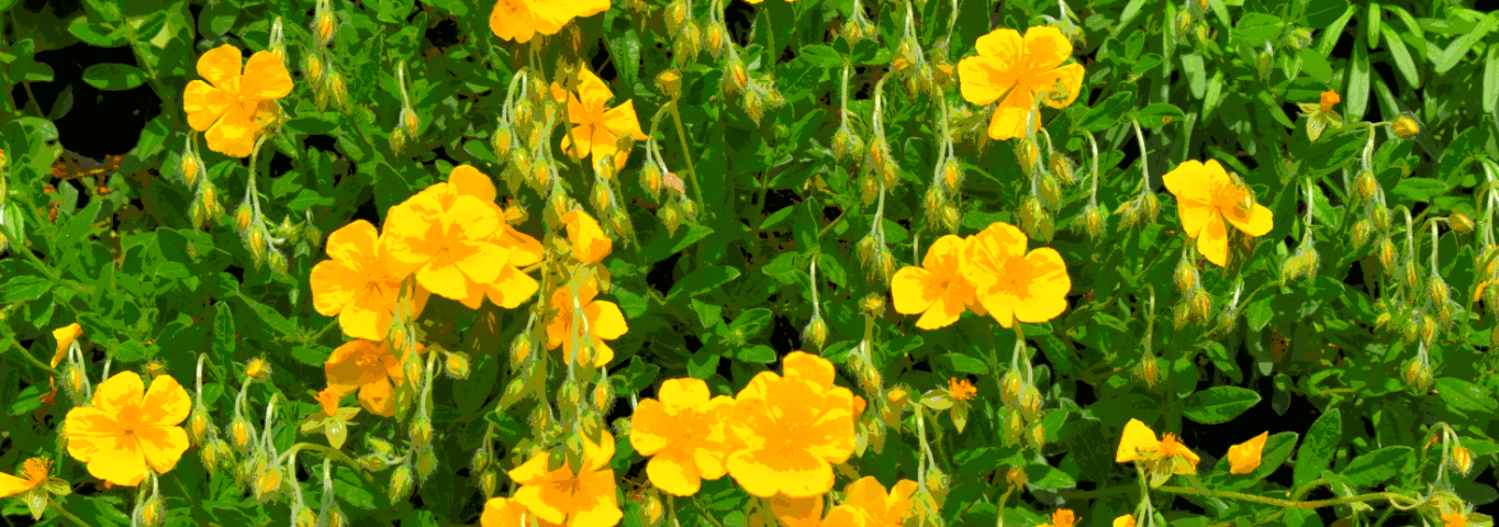 Vibrant yellow flowers amidst greenery