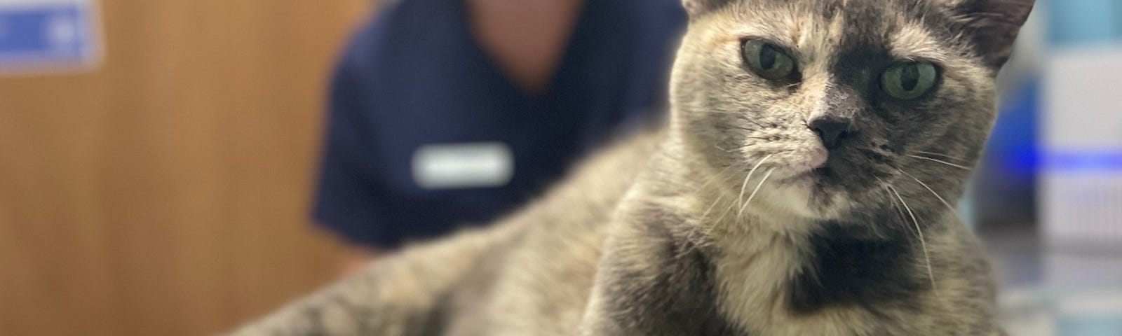 My dilute tortie stares down the camera while at the vet.