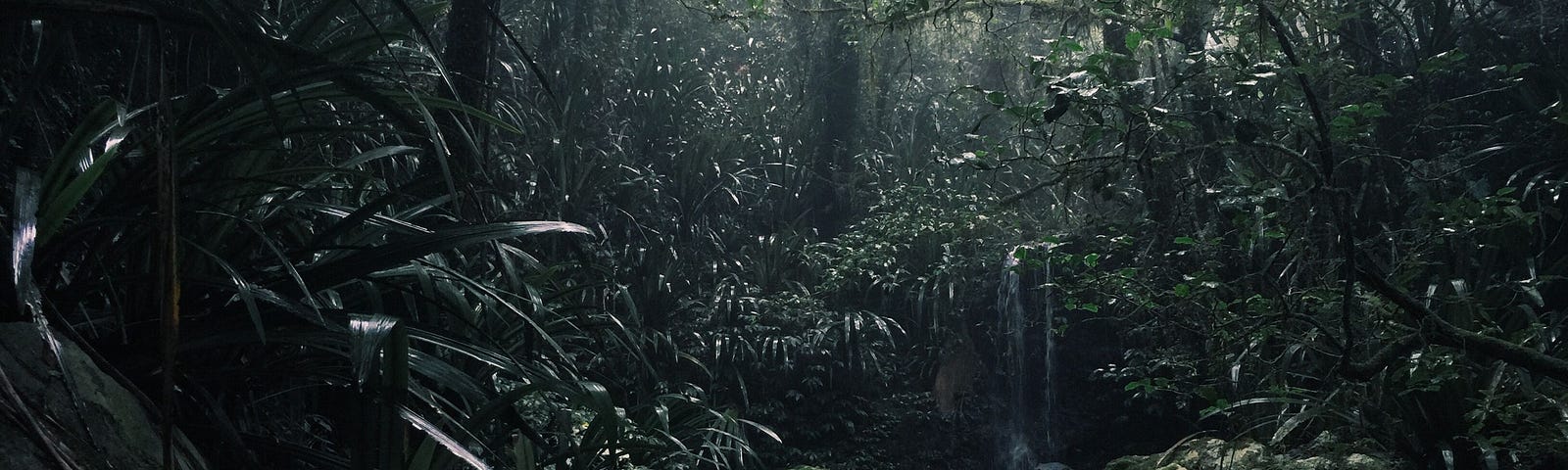 Moody, dark photo of rainforest.