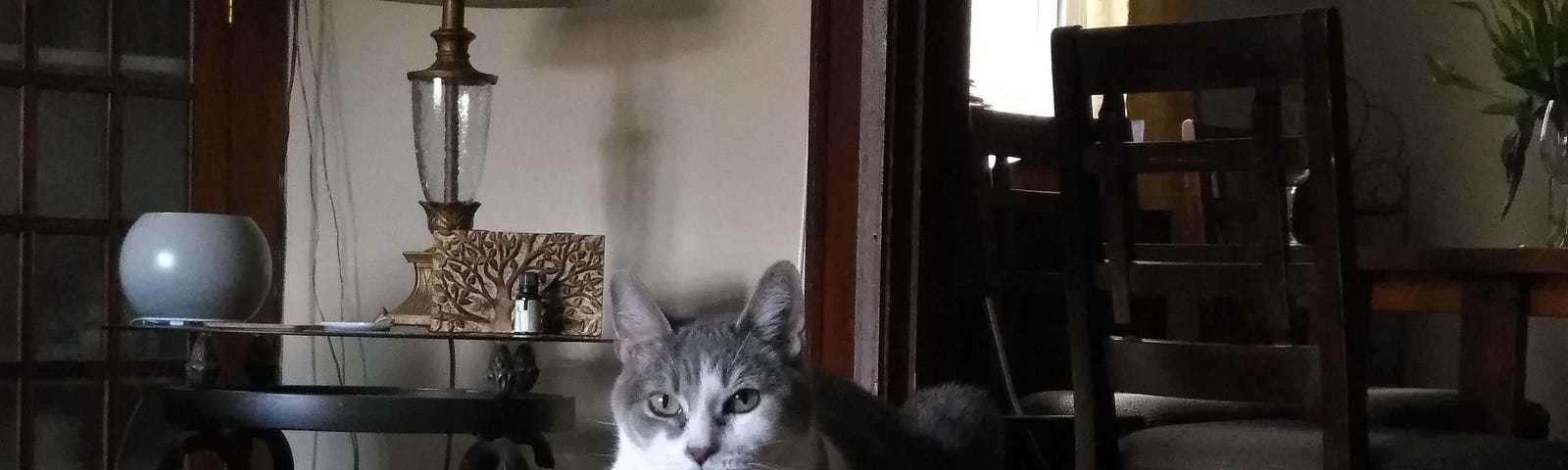 A grey and white cat named isis sits on a grey ottoman with a lamp behind her and a vase of tulip just at the edge of the frame on the right.