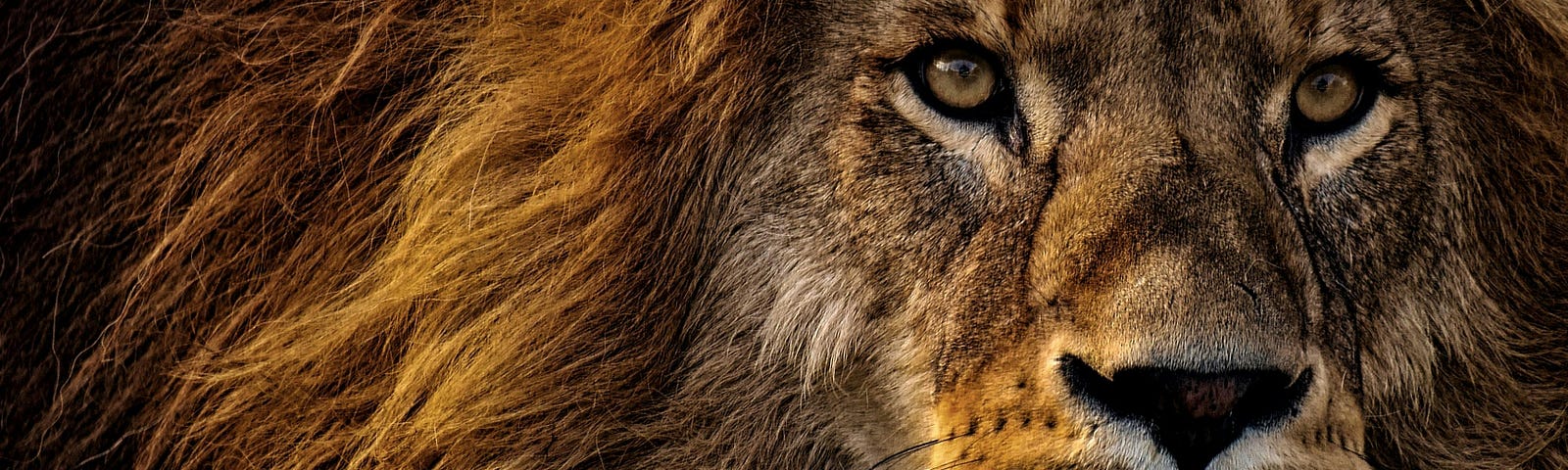 Close-up photograph of a lion’s face and mane bathed in soft golden light.