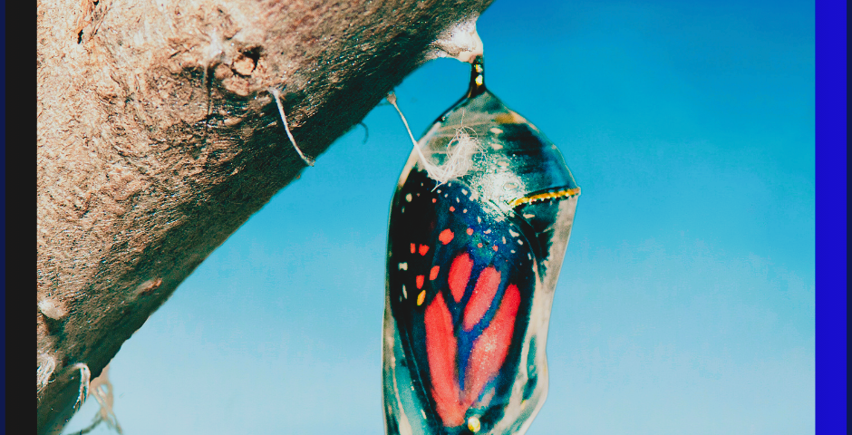 image that symbolizes resilience and overcoming challenges; a butterfly emerging from a cocoon