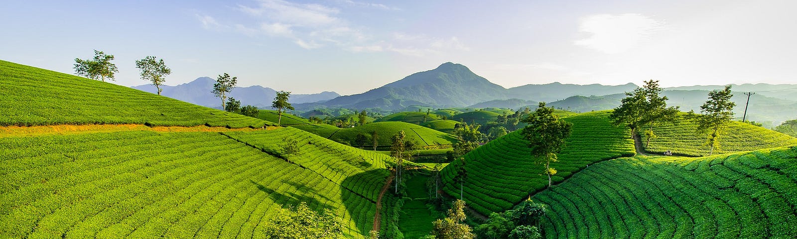 A valley green with neat, even furrows. Behind are distant blue mountains.