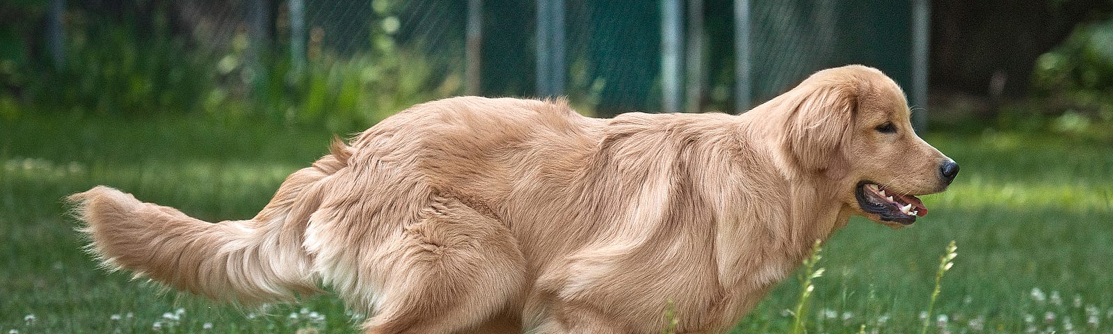 A Golden Retriever running over grass and clover in a backyard.