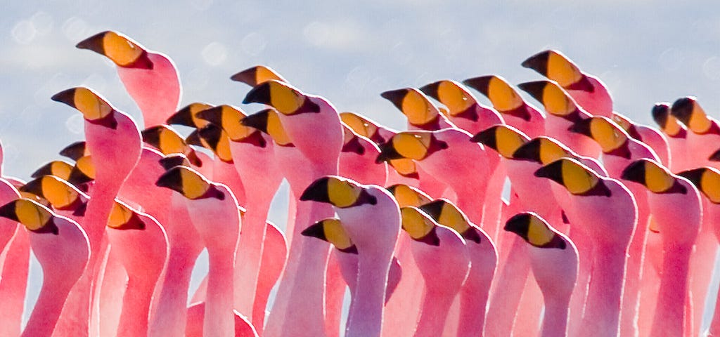 Photo of a flock of flamingos
