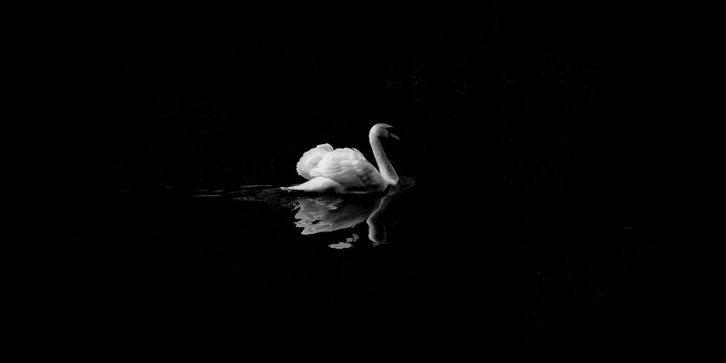 White swan on dark background — How I Make $2,000 Each Month Writing About Dark Topics