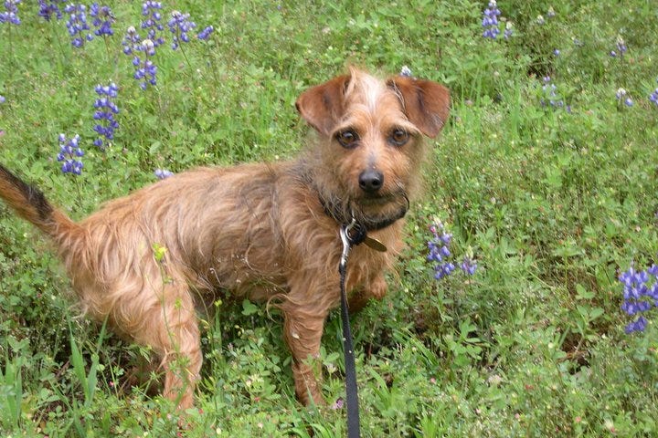 Brown terrier mix on leash in a grassy field, looking directly at the camera.