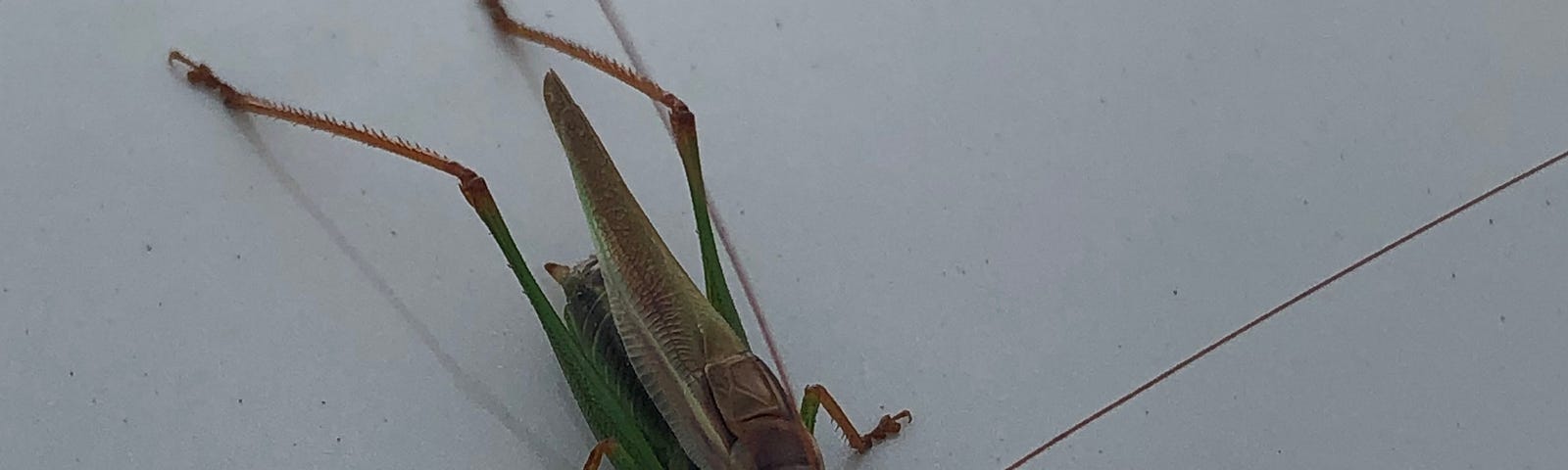 A grasshopper, facing downward, on the side of a car