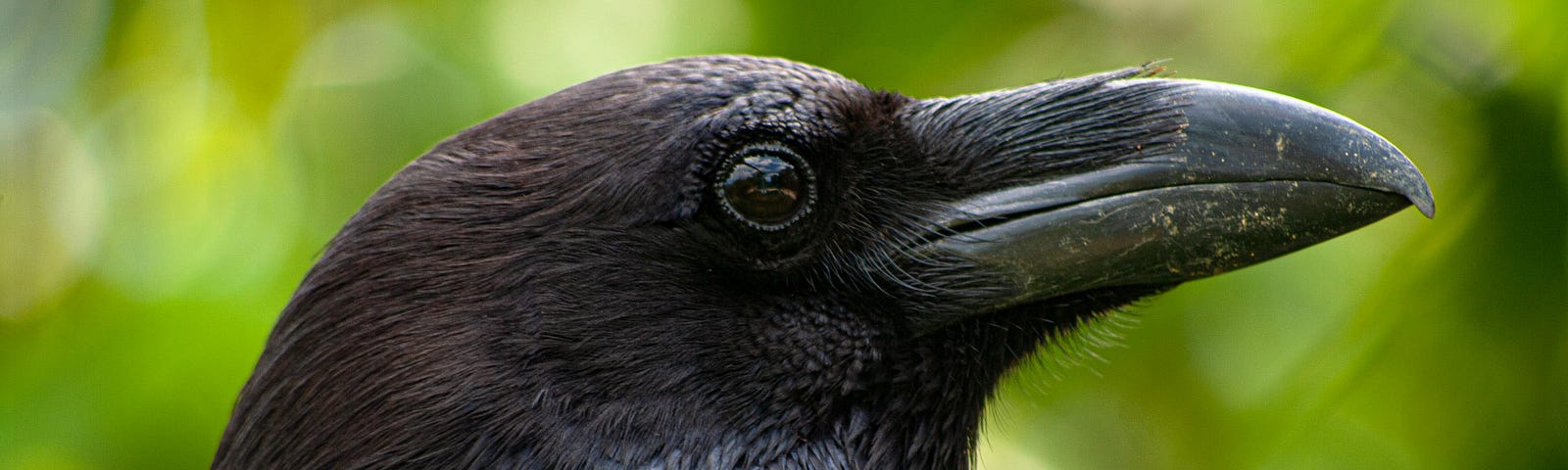 Black raven set against nature background