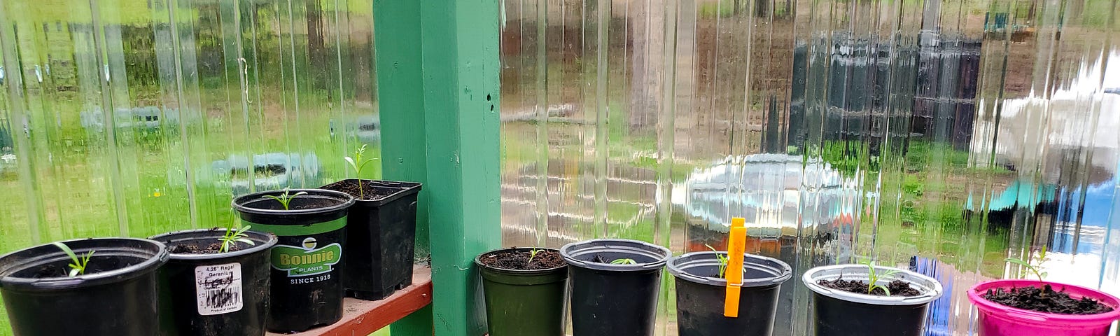 Nine small pots filled with potting soil and one seedling each on the horizontal supports on the inside of a greenhouse. One pot has an orange clothespin clipped to it.