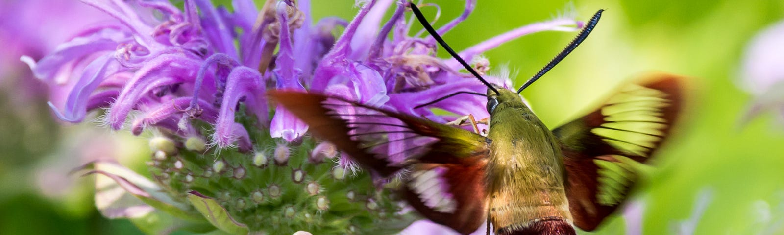 Snowberry clearwing moth drinking nectar from bee balm flowers. © Randy Runtsch.