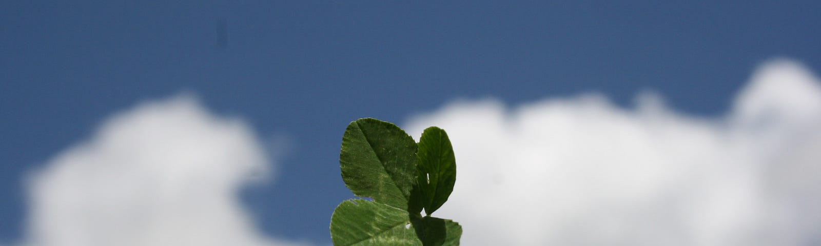 Blue sky with clouds in the background. a close up shot of a thumb and finger holding up a four leaf clover.
