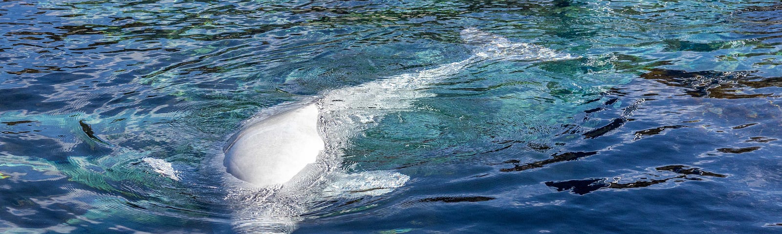 A Beluga Whale swims in an outdoor tank at an aquarium.