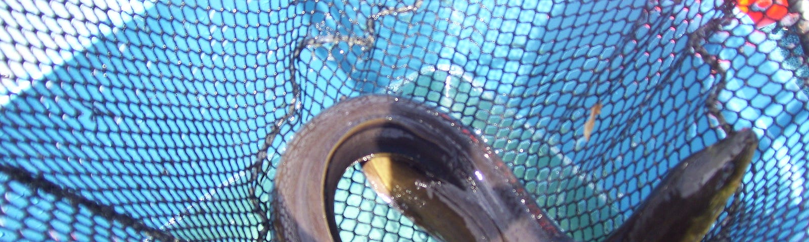 An eel in a net, held just above a blue plastic bin containing water.