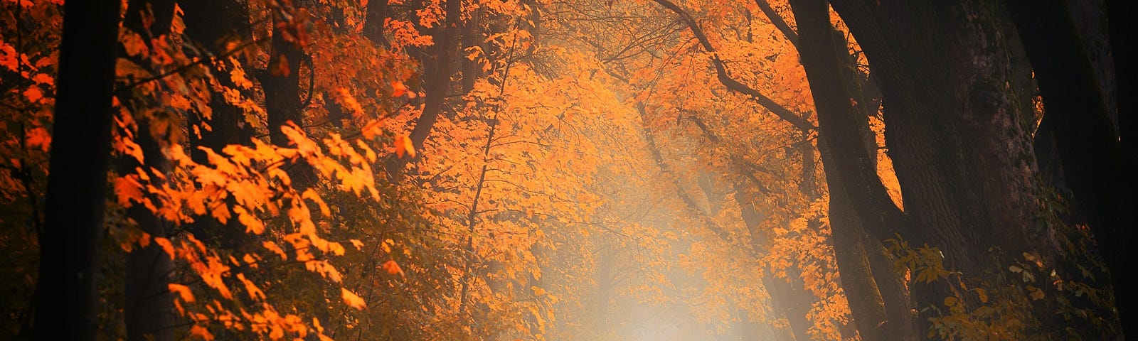 Light filters through the amber of fall leaves.