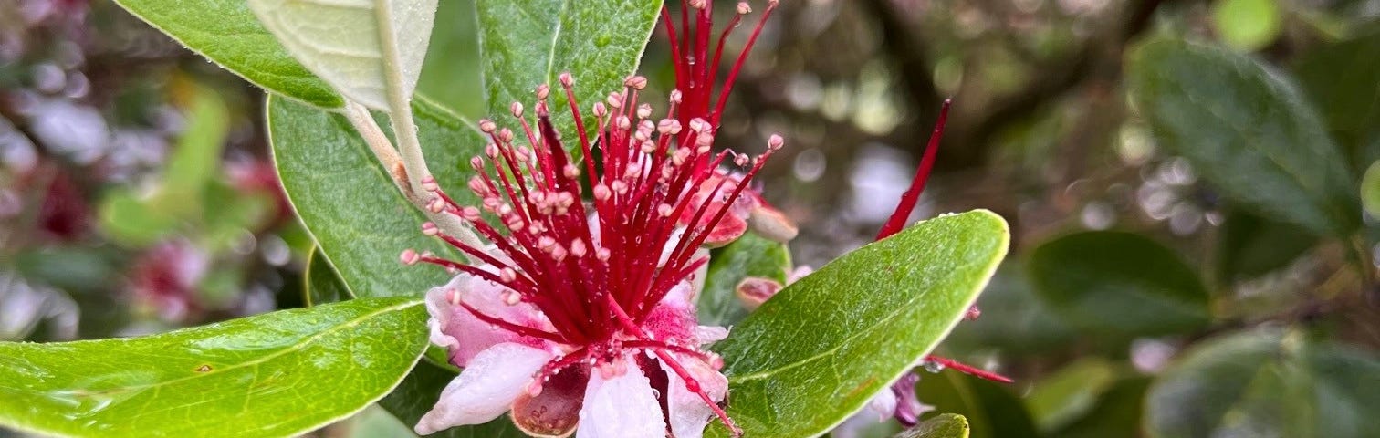 A close-up of red and white flowers and green leaves.