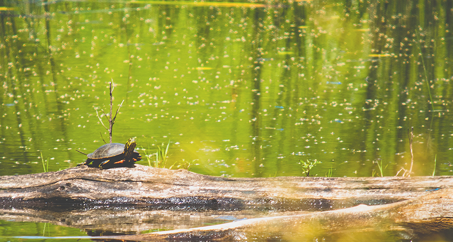 Black turtle basking on log in pond with green colouring.