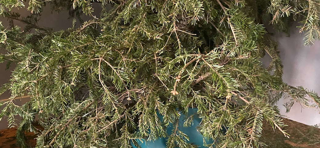 Our 7 foot tall tree, completely dead, and raining every pine needle onto the floor below.