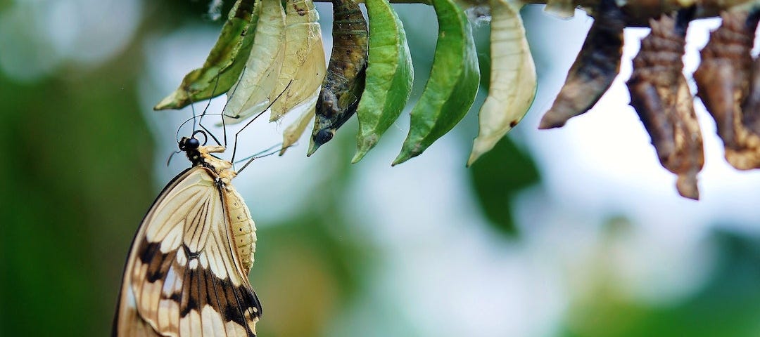 a brown and tan butterfly emerging from it’s chrysalis