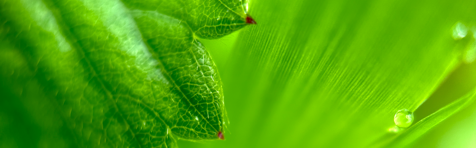 Macro photo of the edge of a green spiky leaf, with water droplets on out of focus leaves in the background.