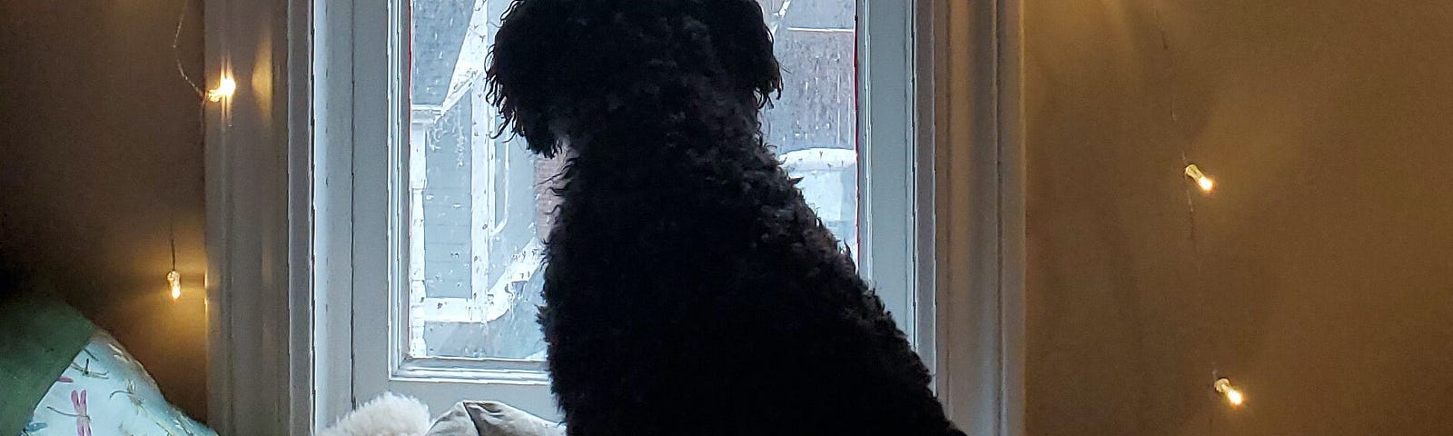 A black dog looking outside a window at the sun outside.