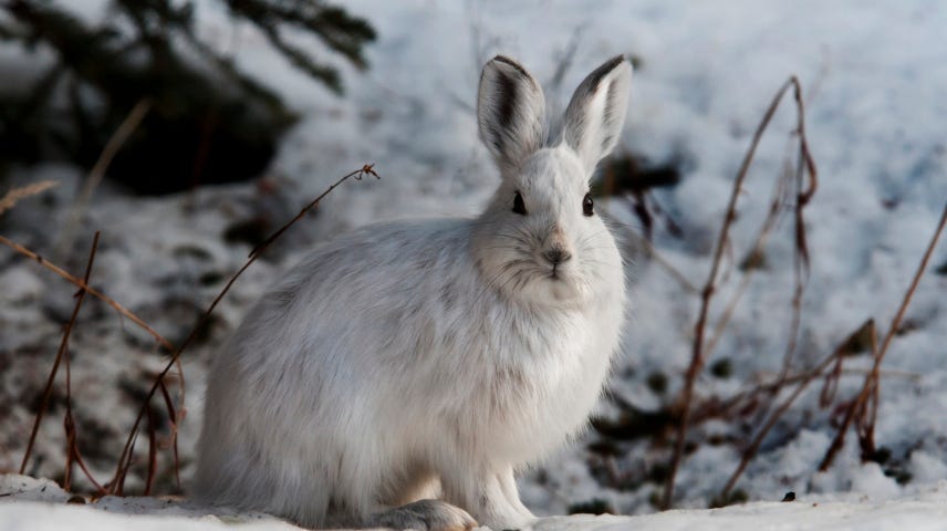 An all white hare stands alert in a white wintery scene.